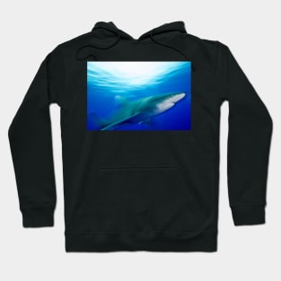 Oceanic White Tip Shark in Motion Hoodie